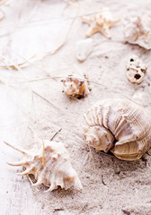 Summer holiday frame with seashells