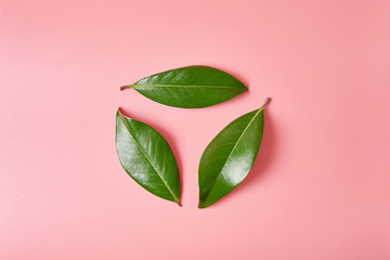 Green leave logo recycle sign or in shape of recycle symbol made of leaves of magnolia on pink