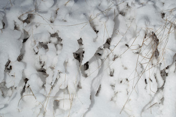 Tall grass covered with snow after a snowstorm. Nature in winter.