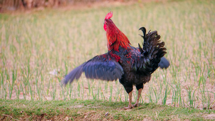 Bangladeshi Cock Fighter finding the Partner