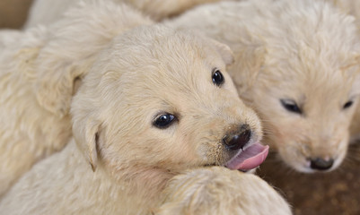 kleine junge weiße hundewelpen kuscheln sich aneinander