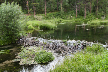 Water flowing over a beaver dam.  Spearfish Creek, Spearfish, SD, USA.