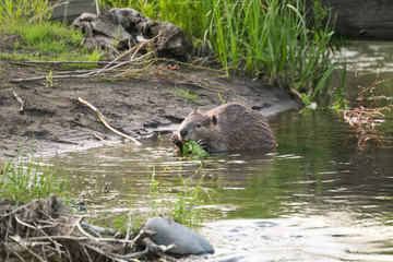A beaver eating plants in a river.  Cody, WY, USA.