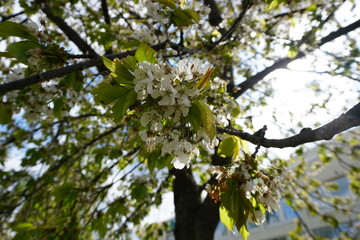 cherry blossom in spring