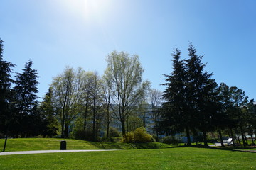 trees in the park