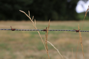 Nahaufnahme, Stacheldraht Zaun und vertrocknetes grass