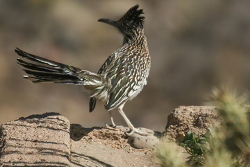 A roadrunner in the desert.  Near Kingman, AZ, USA.