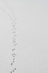 Animal tracks in snow.  For-Mar Nature Preserve, Flint, MI, USA.