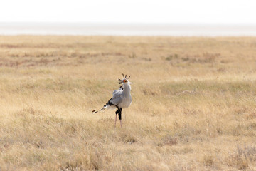  Secretary bird in Etosha park