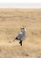  Secretary bird in Etosha park