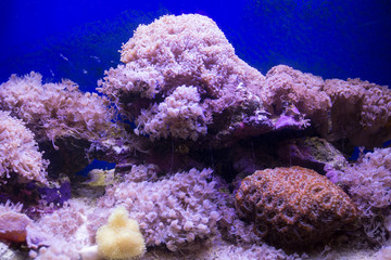 A colorful marine aquarium
