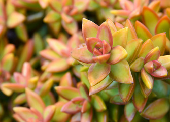 Sedum nussbaumerianum (Coppertone Stonecrop) succulent plants in tropical garden of Tenerife,Canary Islands,Spain.Selective focus.