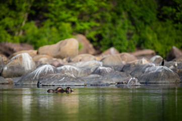 A habitat image of Smooth-coated otter (Lutrogale pers) pair eating fish in morning light with green trees reflection in a calm water of chambal river at rawatbhata, kota, rajasthan, india