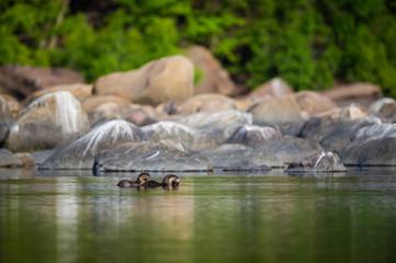 A habitat image of Smooth-coated otter (Lutrogale pers) pair eating fish in morning light with green trees reflection in a calm water of chambal river at rawatbhata, kota, rajasthan, india