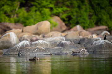 A habitat image of Smooth-coated otter (Lutrogale pers) pair eating fish in morning light with green trees reflection in a calm water of chambal river at rawatbhata, kota, rajasthan, india