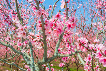 peach fruit tree branches during flowering with flowers