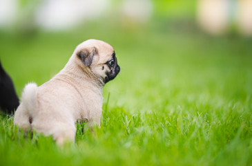 Little 6 week old pug puppy