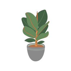 Rubber Plant . Pot plant. Houseplant isolated on white background. Vector illustration in hand-drawn flat