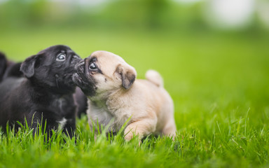 Two little pug puppies playing