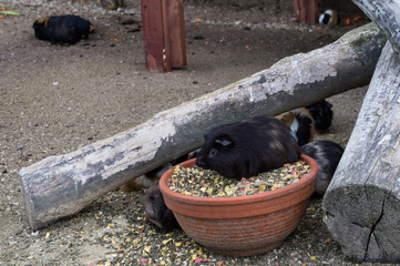 Guinea pig raised head