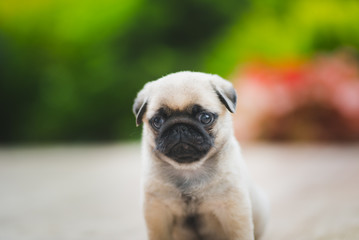 Little 6 week old pug puppy