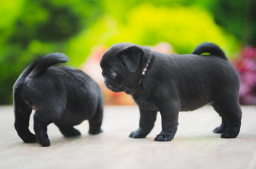 Cute little 6 week old pug puppy
