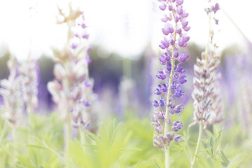 lupins purple flowers, summer hot field, beautiful