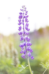 lupins purple flowers, summer hot field, beautiful