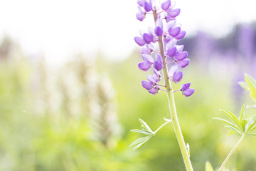 lupins purple flowers, summer hot field, beautiful