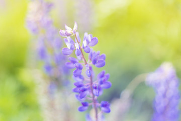 Fototapeta premium lupins purple flowers, summer hot field, beautiful