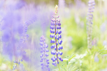 lupins purple flowers, summer hot field, beautiful