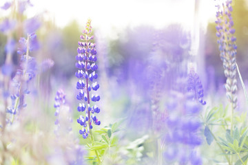 lupins purple flowers, summer hot field, beautiful
