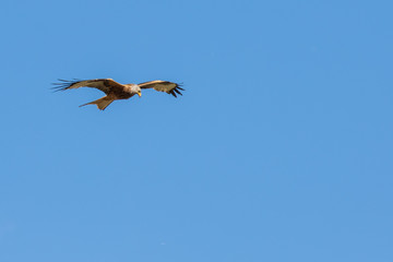 Flying eagle