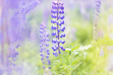 lupins purple flowers, summer hot field, beautiful