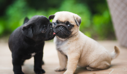 Cute little 6 week old puppy of pug