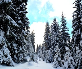 fir trees covered with snow