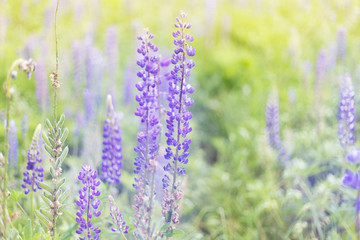 lupins purple flowers, summer hot field, beautiful