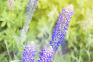 Obraz premium lupins purple flowers, summer hot field, beautiful