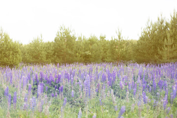 lupins purple flowers, summer hot field, beautiful