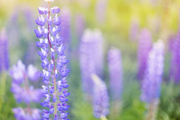 lupins purple flowers, summer hot field, beautiful