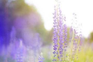 Obraz premium lupins purple flowers, summer hot field, beautiful