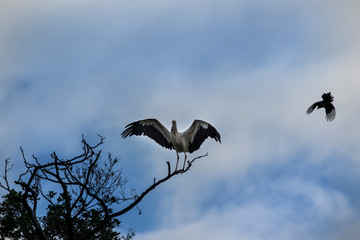 White stork on a tree fighting with a magpie in front of a blue sky