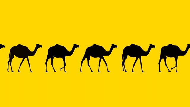 Camels walking, animation on the yellow background