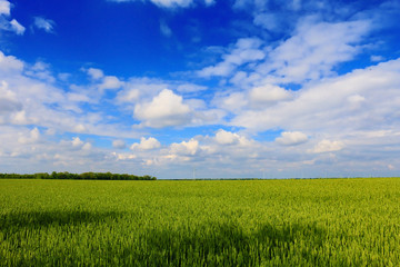 Wheat field against a blue sky