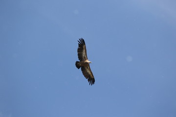 Griffon vulture flying as seen from below