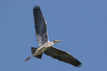 Gray Heron flying with spread wings