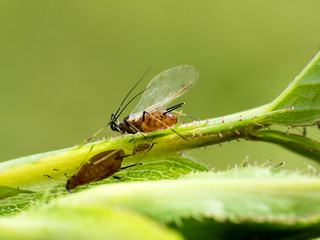 photo shows an adult aphids with wings sucking on a rose plant