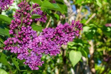 Obraz na płótnie Canvas Beautiful purple lilac flowers outdoors. Lilac flowers on the branches