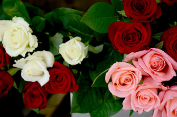 Plakat Red, white and pink roses, fresh flowers in a bouquet, beautiful flower 