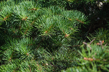 Background of Christmas tree branches